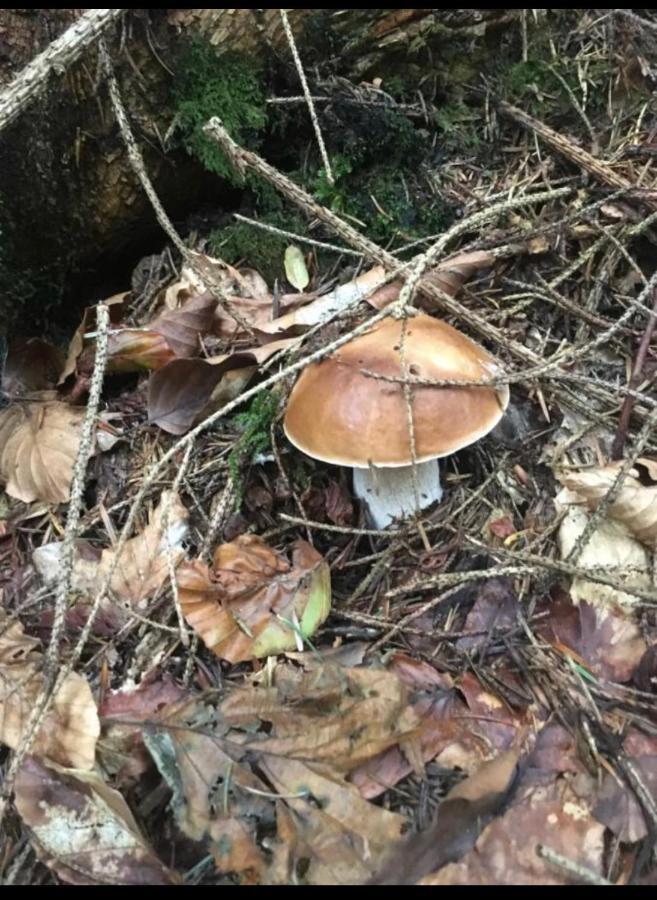 Sadyba Domashniy Zatyshok Pilipets Esterno foto
